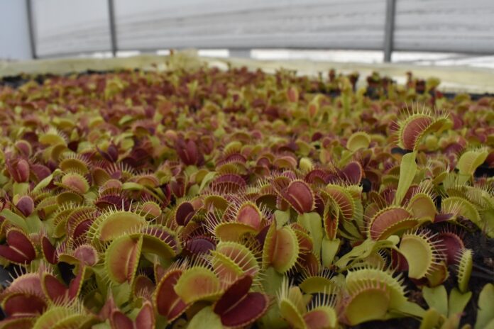 Venus flytrap: description, species, interesting facts