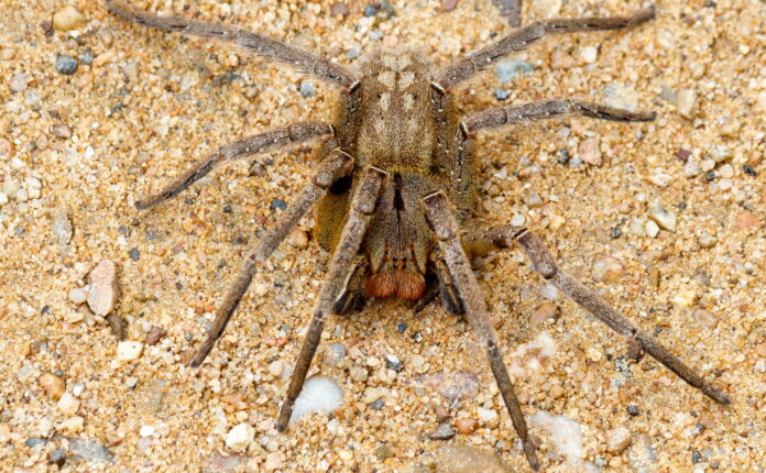 Brazilian Wandering Spider: Interesting facts