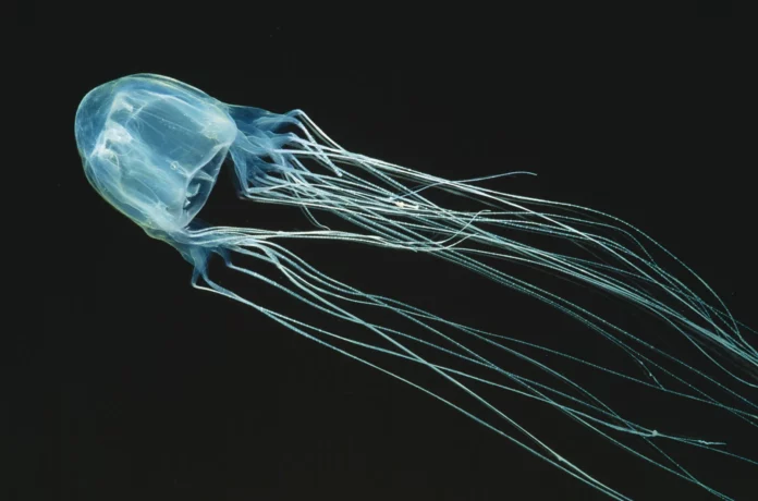 What is a Box Jellyfish? Why it's called Box Jellyfish? Interesting Facts