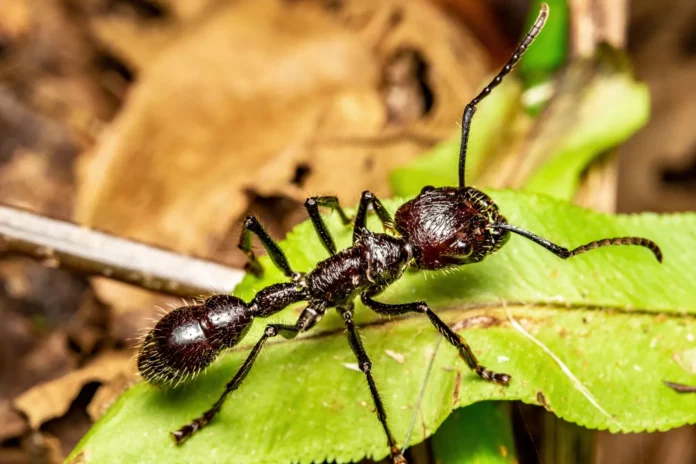 Interesting Facts About bullet Ant