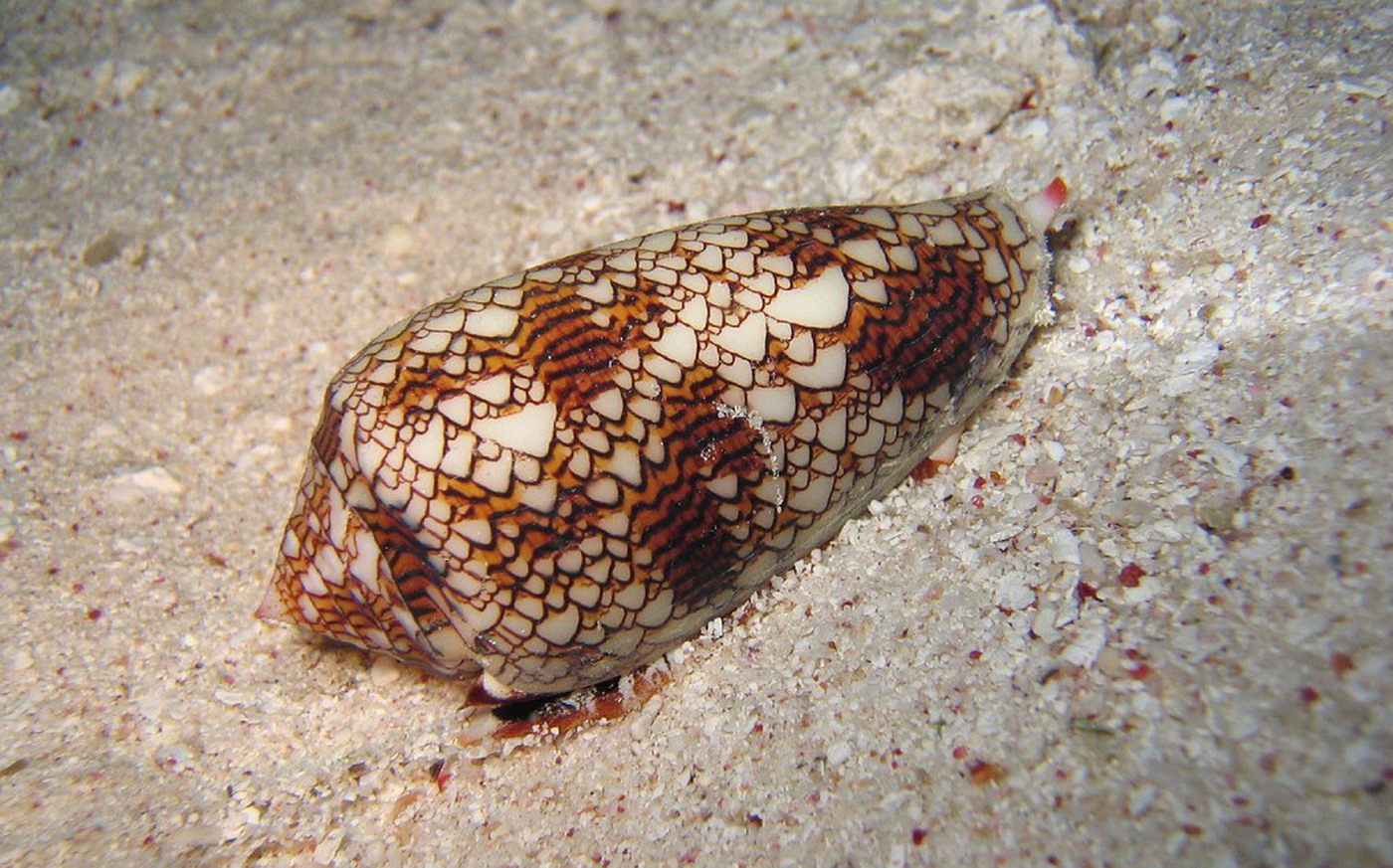 Cone snail