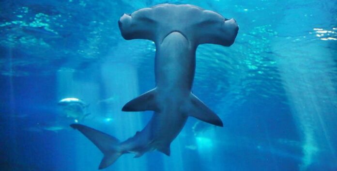 Interesting Facts About the Hammerhead Shark