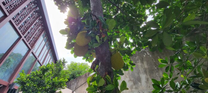 Interesting Facts About Jackfruit