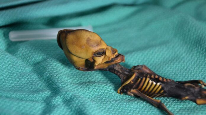 The Atacama Skeleton: Interesting facts about Fascinating Mystery