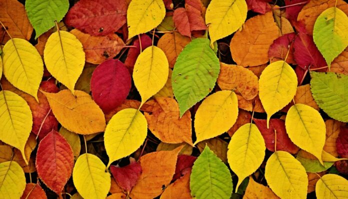 Interesting Facts About Autumn