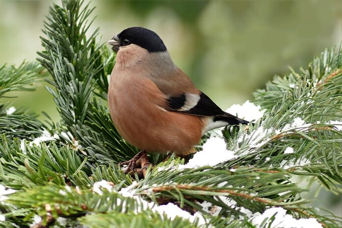 Interesting Facts About Wintering Birds