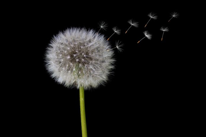 Interesting Facts About Dandelions