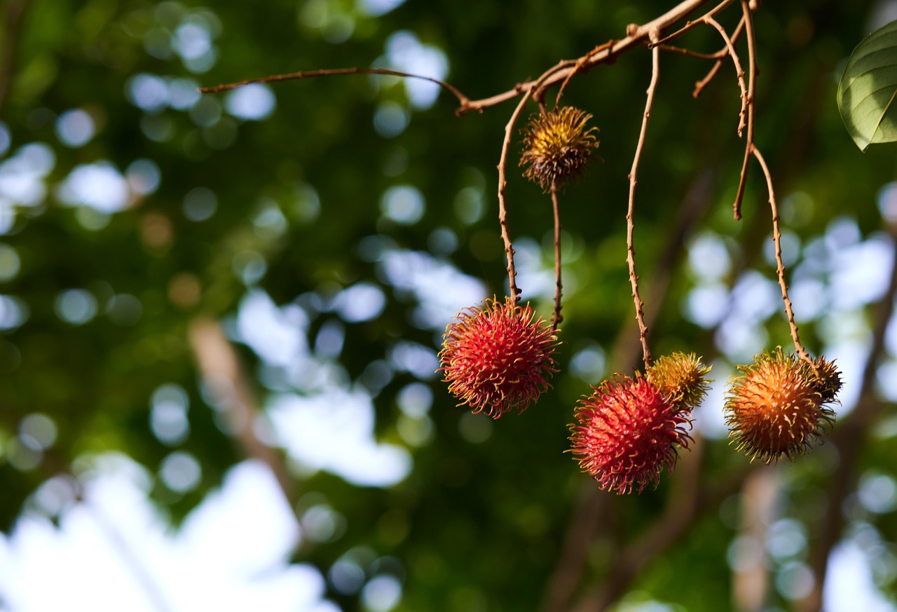 Rambutan