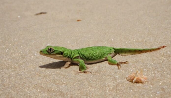 Who is a Gecko? Interesting Facts About Geckos