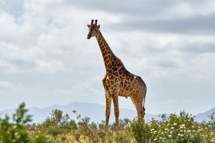 Interesting Facts About Giraffes