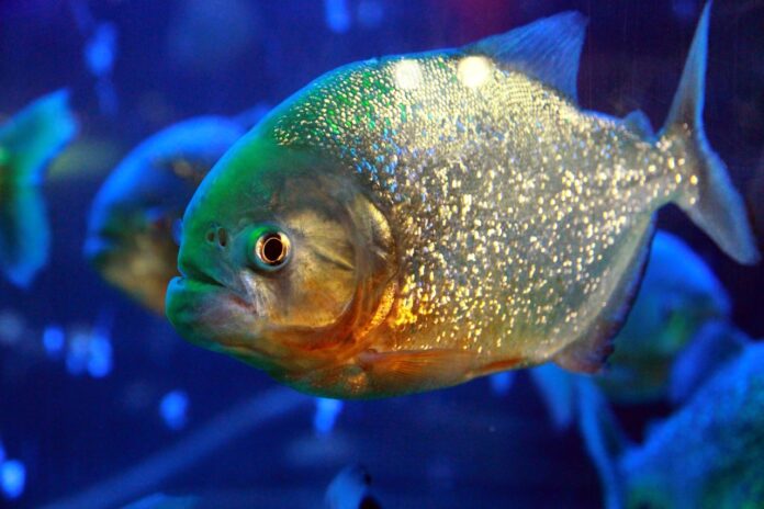 Piranha: Interesting facts about Deadly Fish