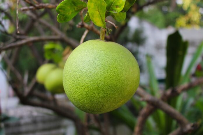 Interesting Facts About Pomelo