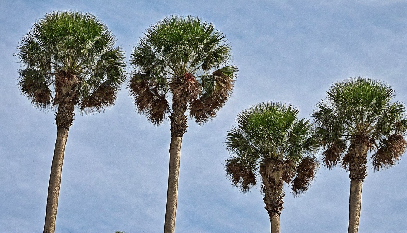 Sabal palms