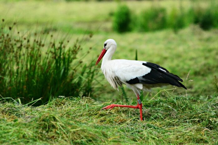 Interesting Facts About Storks