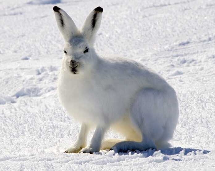 Arctic hare appearance, way of life, interesting facts