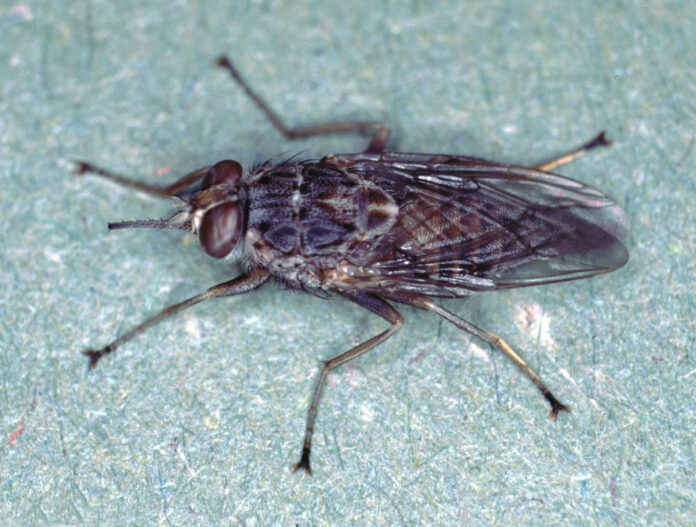 The African Tsetse Fly: Description, Habitat, and Interesting Facts