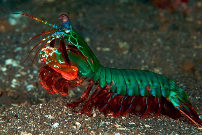 Mantis Shrimp: Description, Vision, Interesting Facts