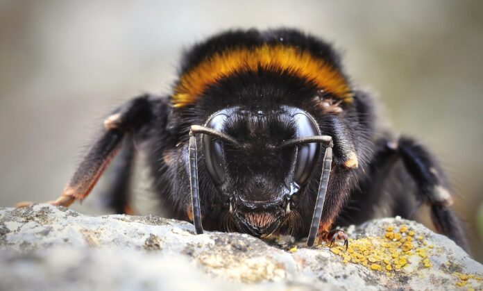 Interesting Facts About Bumblebees