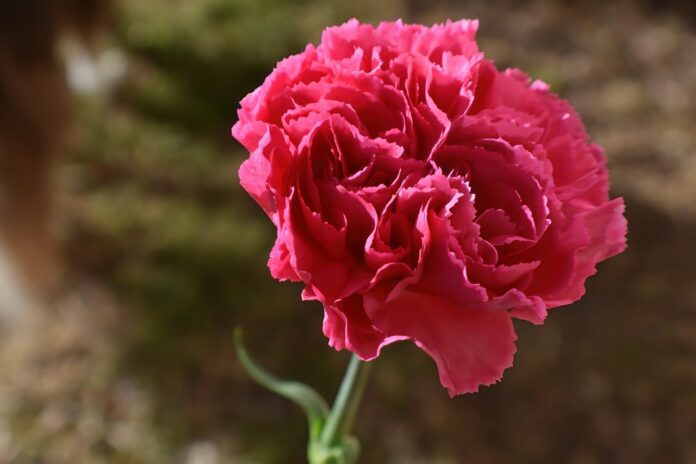 Interesting Facts About Carnations