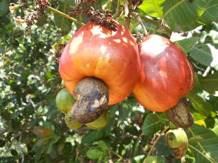 Cashews nuts