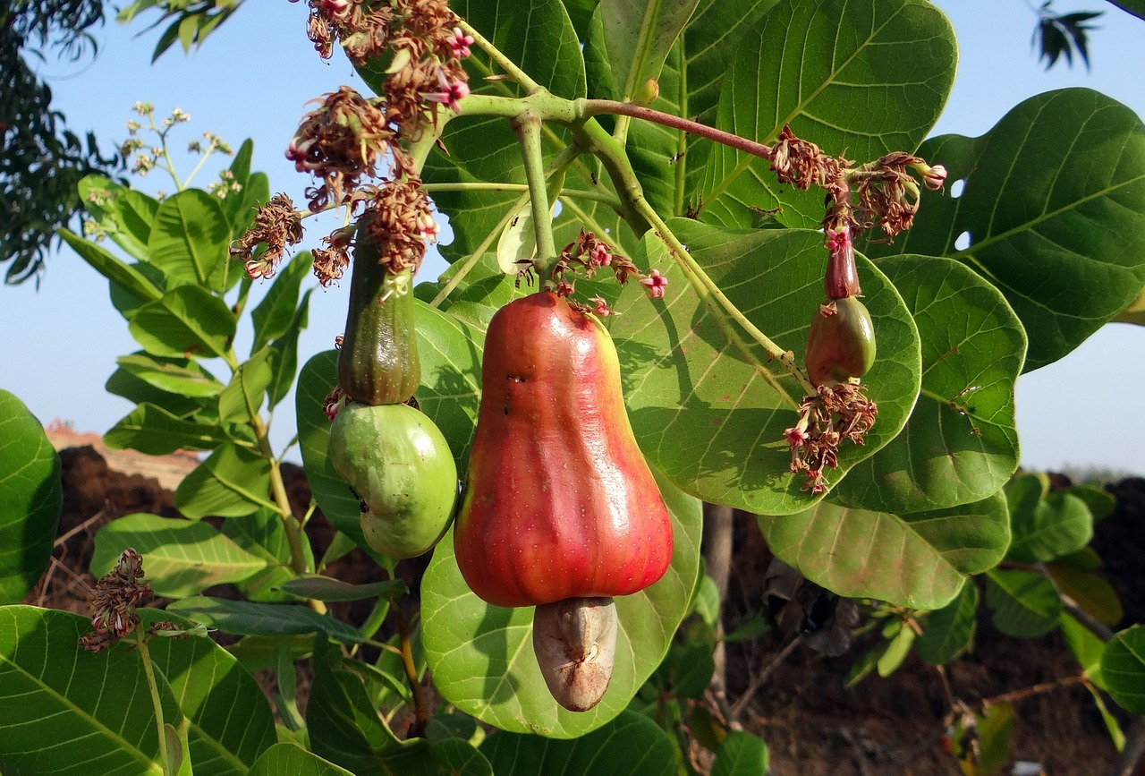 Cashews nuts