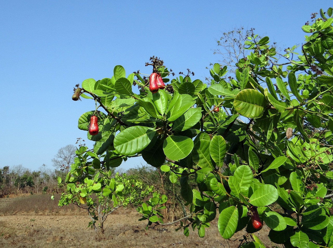 Cashews nuts