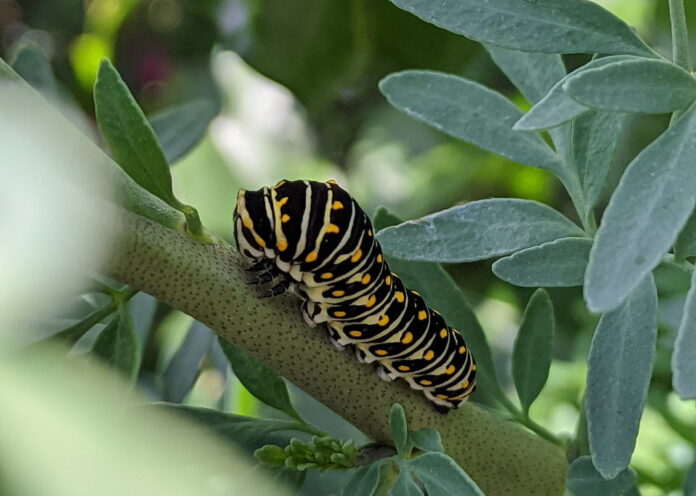 Interesting Facts About Caterpillars