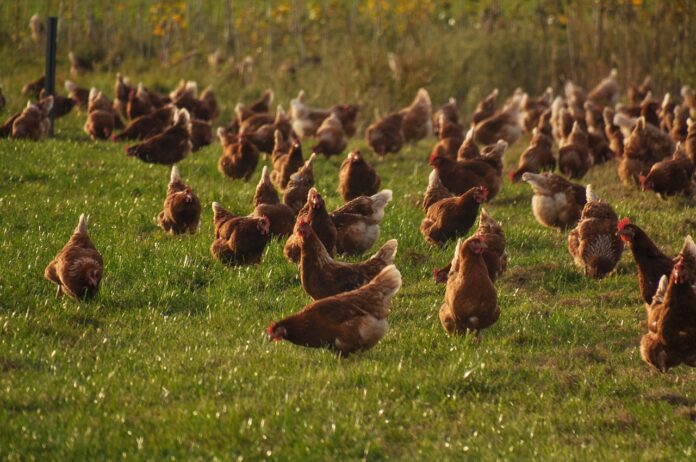 Interesting Facts and Stories About Chickens