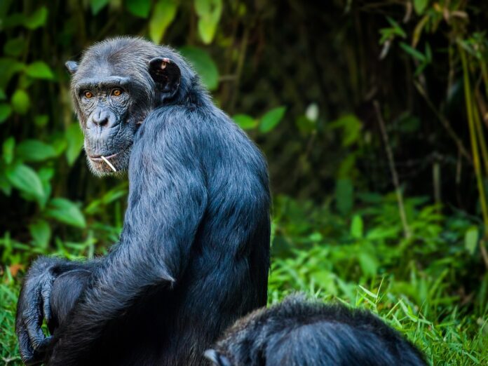 Chimpanzee: Interesting Facts, Description