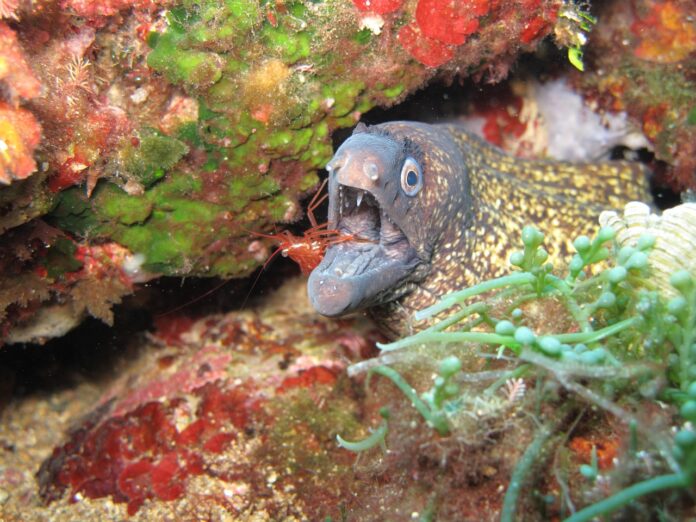 Interesting Facts About Moray Eels