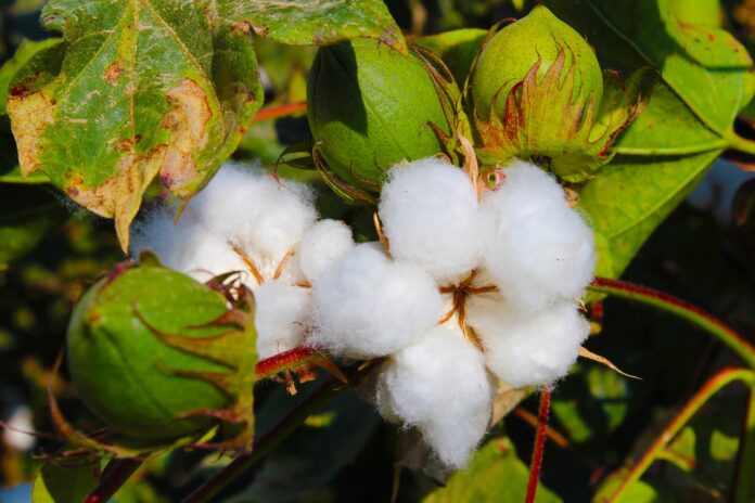 Interesting Facts About Cotton