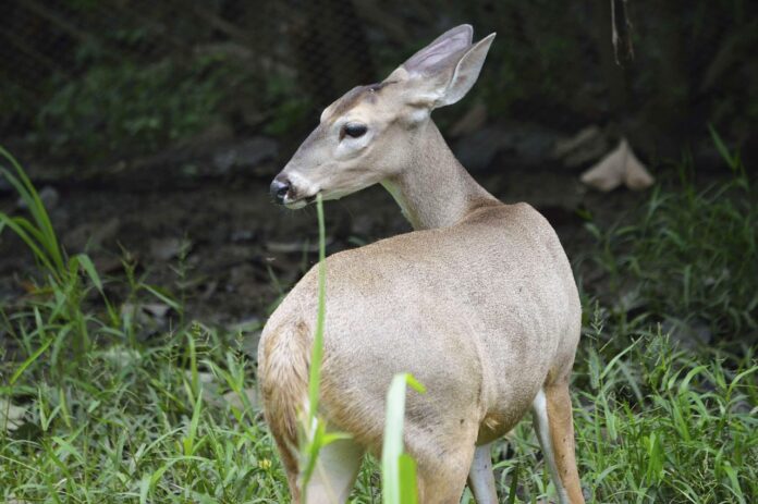 Interesting Facts About Roe Deer