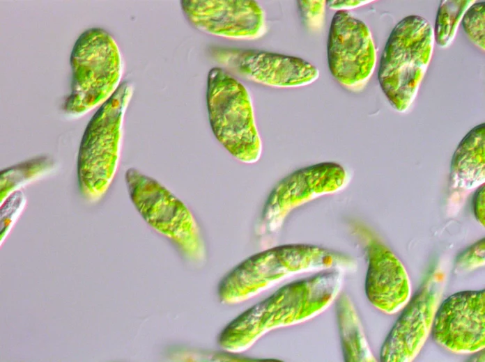 Interesting Facts About Euglena Green