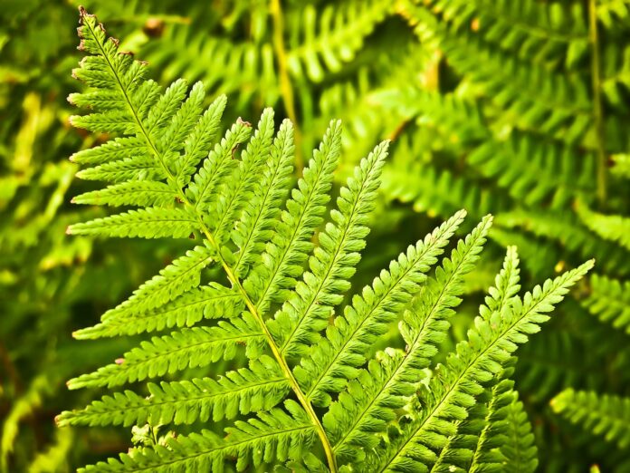 Interesting Facts About Ferns