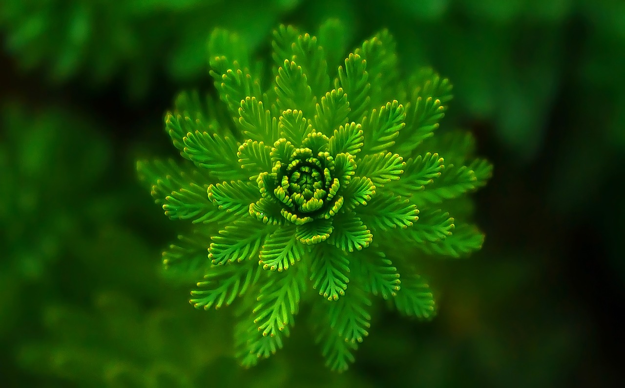 Interesting Facts About Ferns