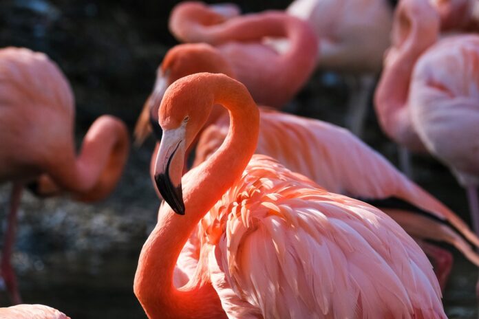 Interesting Facts About Flamingos