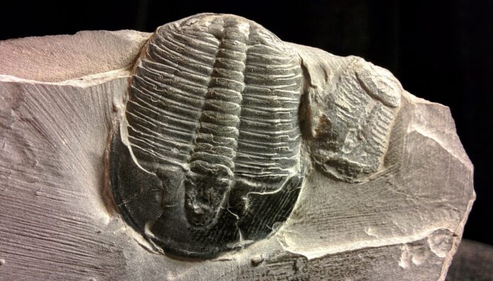 Trilobites: Period, Era, Sizes, and Interesting Facts