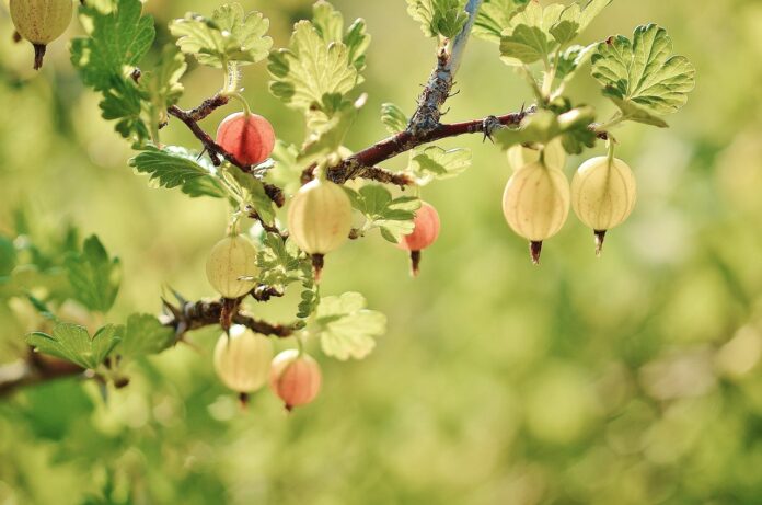 Interesting Facts About Gooseberries