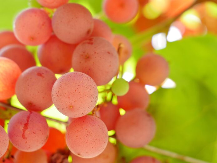 Interesting Facts About Grapes