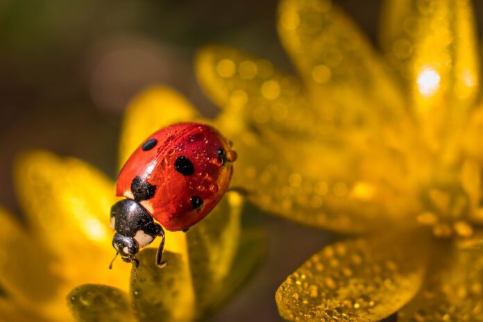 Interesting Facts About Ladybugs