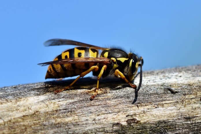 Interesting Facts About Hornets