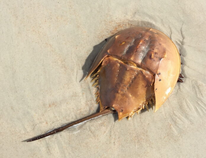 The Horseshoe Crab: Habitat, Dangerousness, and Interesting Facts