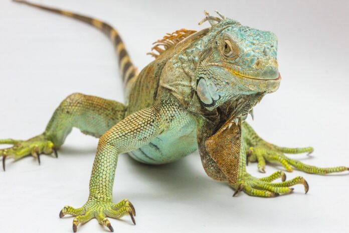 Iguanas Have Three Eyes: The Third Eye Only Perceives Brightness