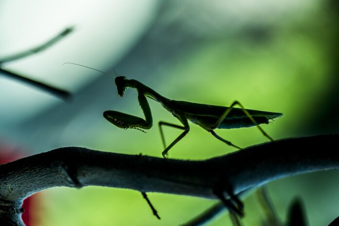 Interesting Facts About Mantises