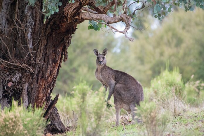 Interesting Facts About Australian Animals For Kids