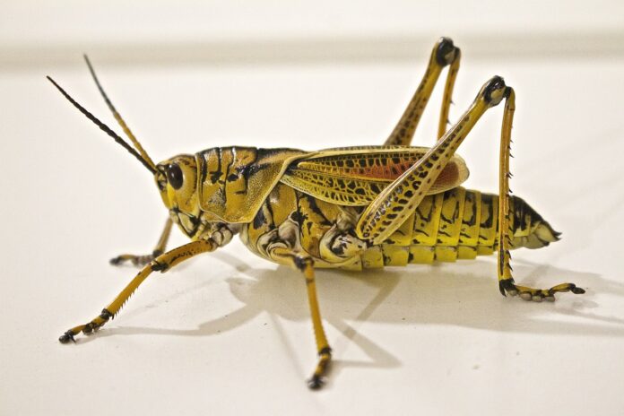 Interesting Facts About Locusts