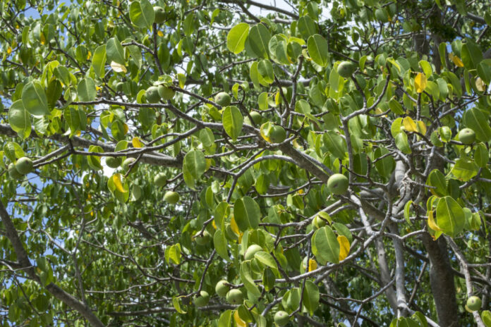 What makes the Manchineel tree dangerous? Interesting facts about the most poisonous tree in the world