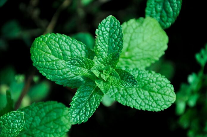 Interesting Facts About Mint