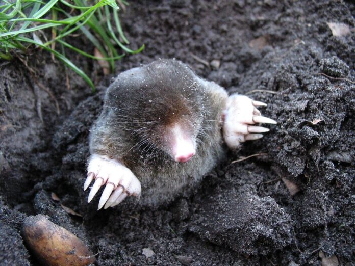 Interesting Facts About Moles