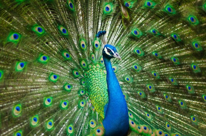 Interesting Facts About Peacocks